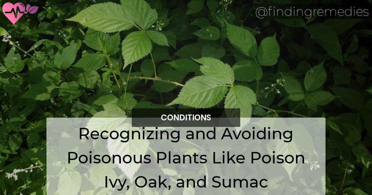 A Deadly Trio: Recognizing And Avoiding Poisonous Plants Like Poison ...