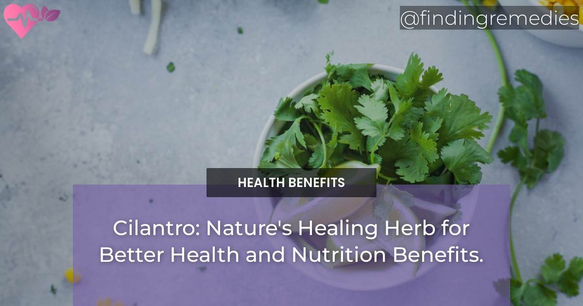 Cilantro Nature's Healing Herb for Better Health and Nutrition Benefits. Finding Remedies