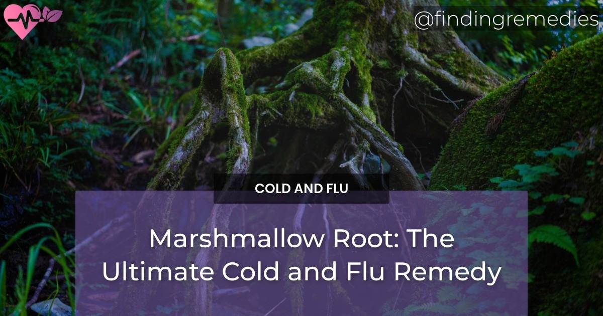 Marshmallow Root The Ultimate Cold and Flu Remedy